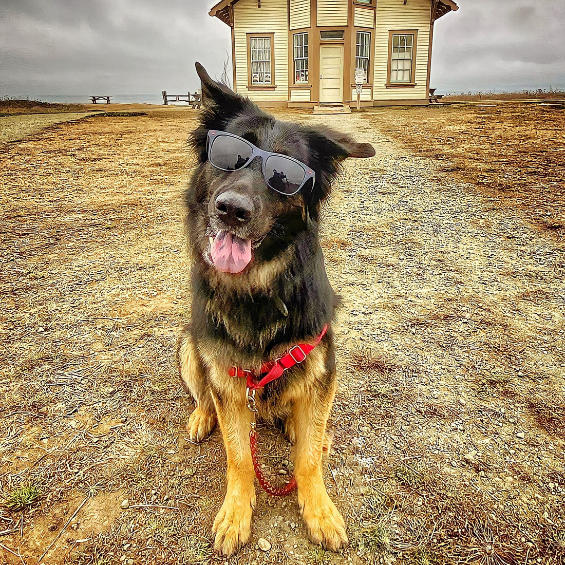 How Cali the Rescue Dog Saved Our Family