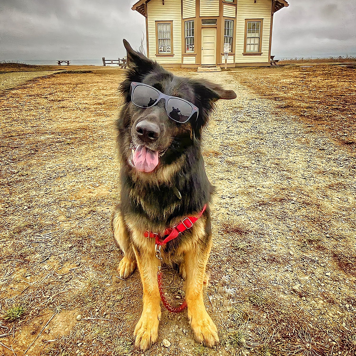How Cali the Rescue Dog Saved Our Family